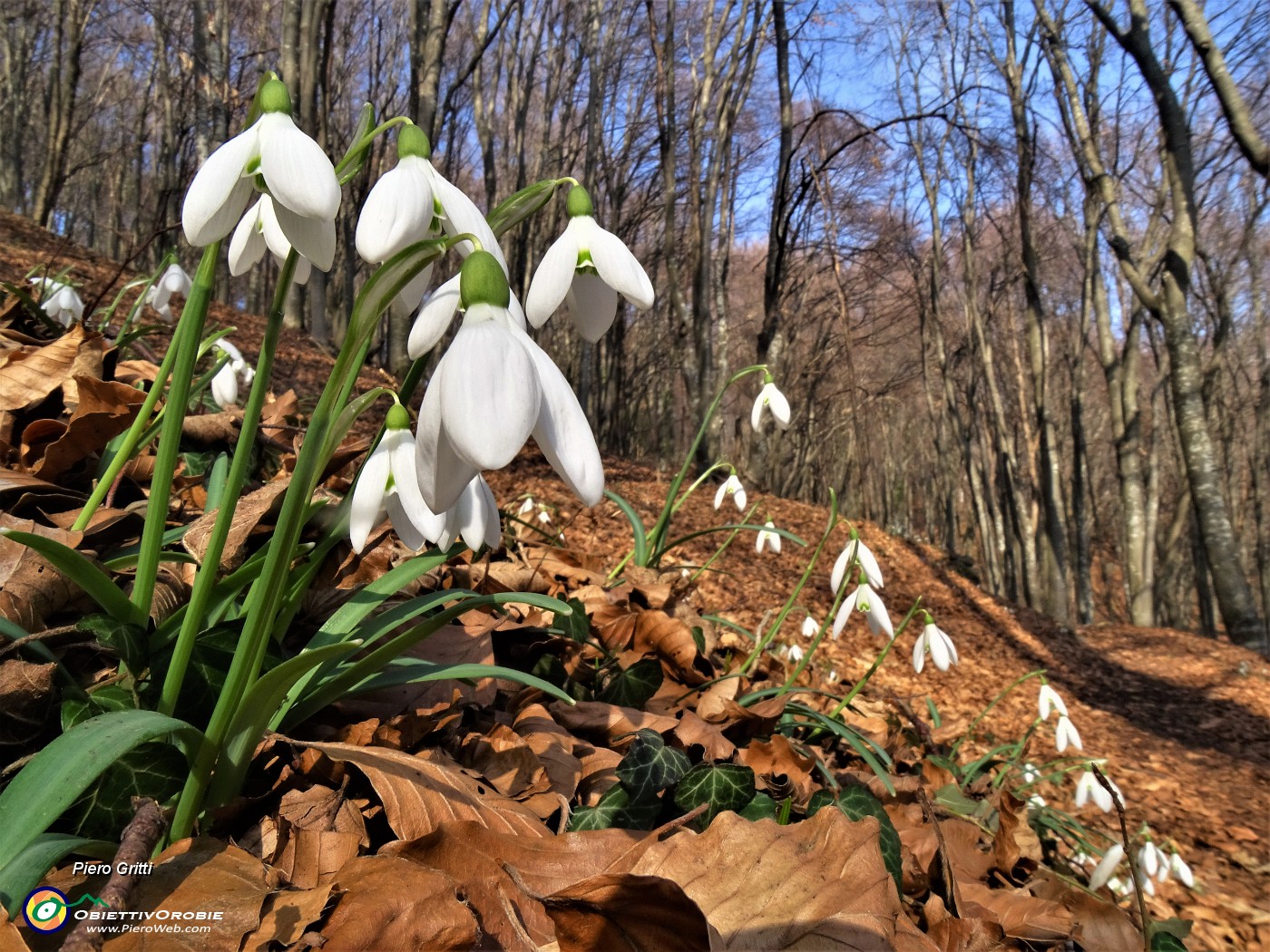 02 Festa di fiori sui sentieri al Monte Zucco - Galanthus nivalis (Bucanevi).JPG